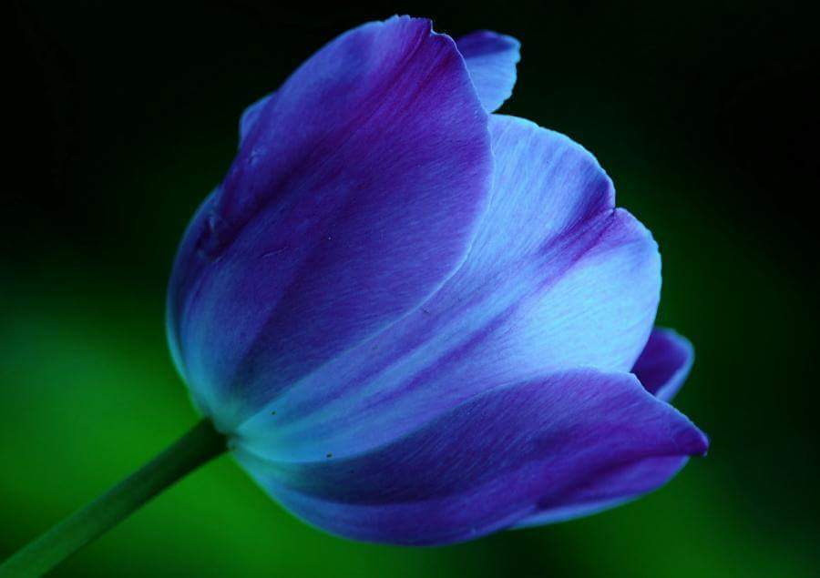 Blue Tulip.png